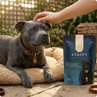 Staffy outdoors
