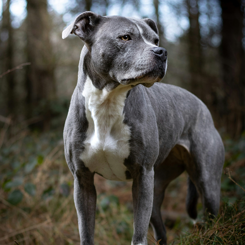 Staffy dog